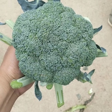 新野县耐寒优秀西兰花，1.2斤左右大量上市低价供应