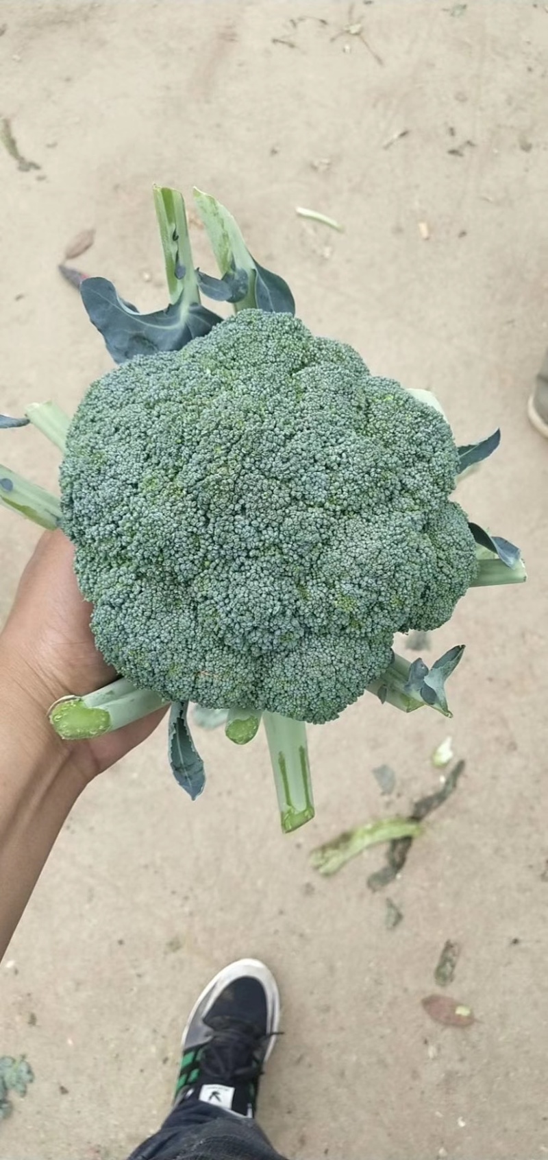 新野县耐寒优秀西兰花，1.2斤左右大量上市低价供应