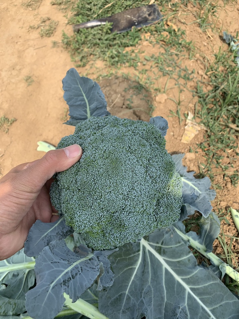 新野县耐寒优秀西兰花，1.2斤左右大量上市低价供应