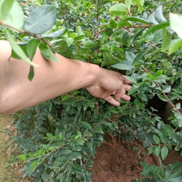 嘉宝果苗，台湾树葡萄美植袋种苗