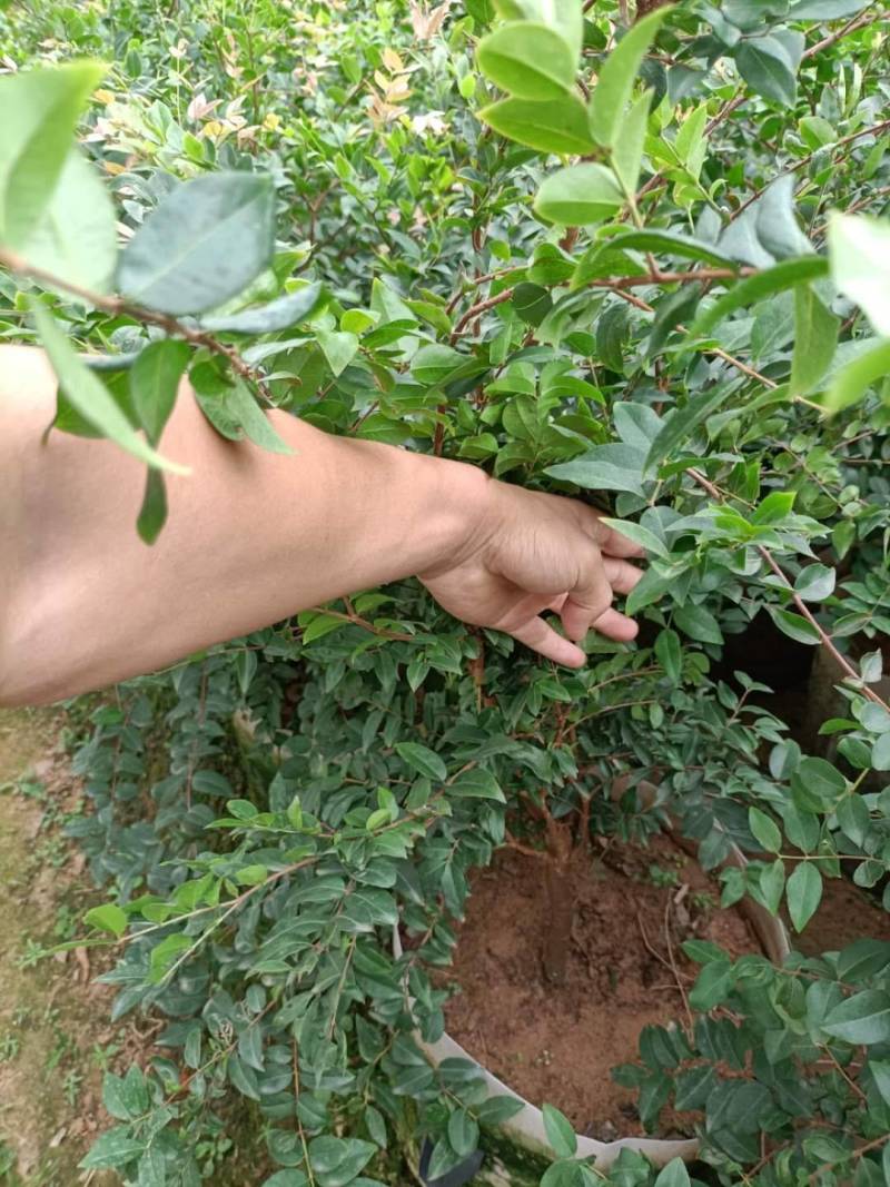 嘉宝果苗，台湾树葡萄美植袋种苗