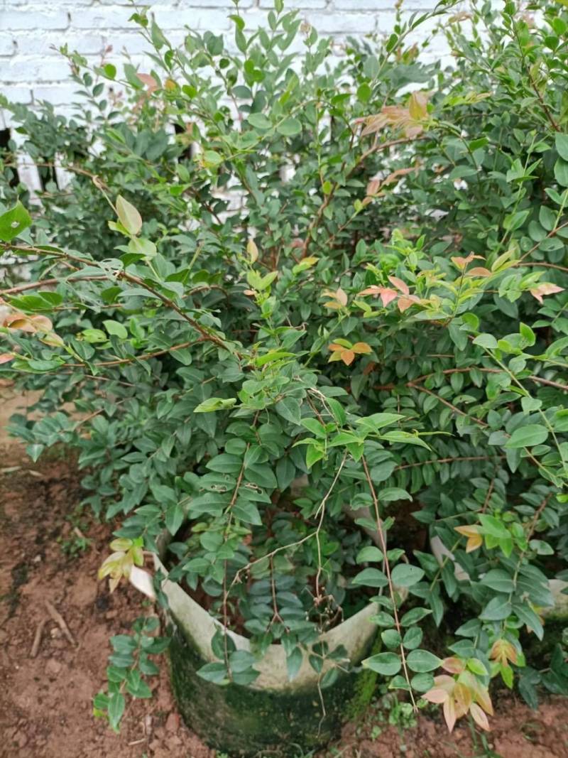 嘉宝果苗，台湾树葡萄美植袋种苗