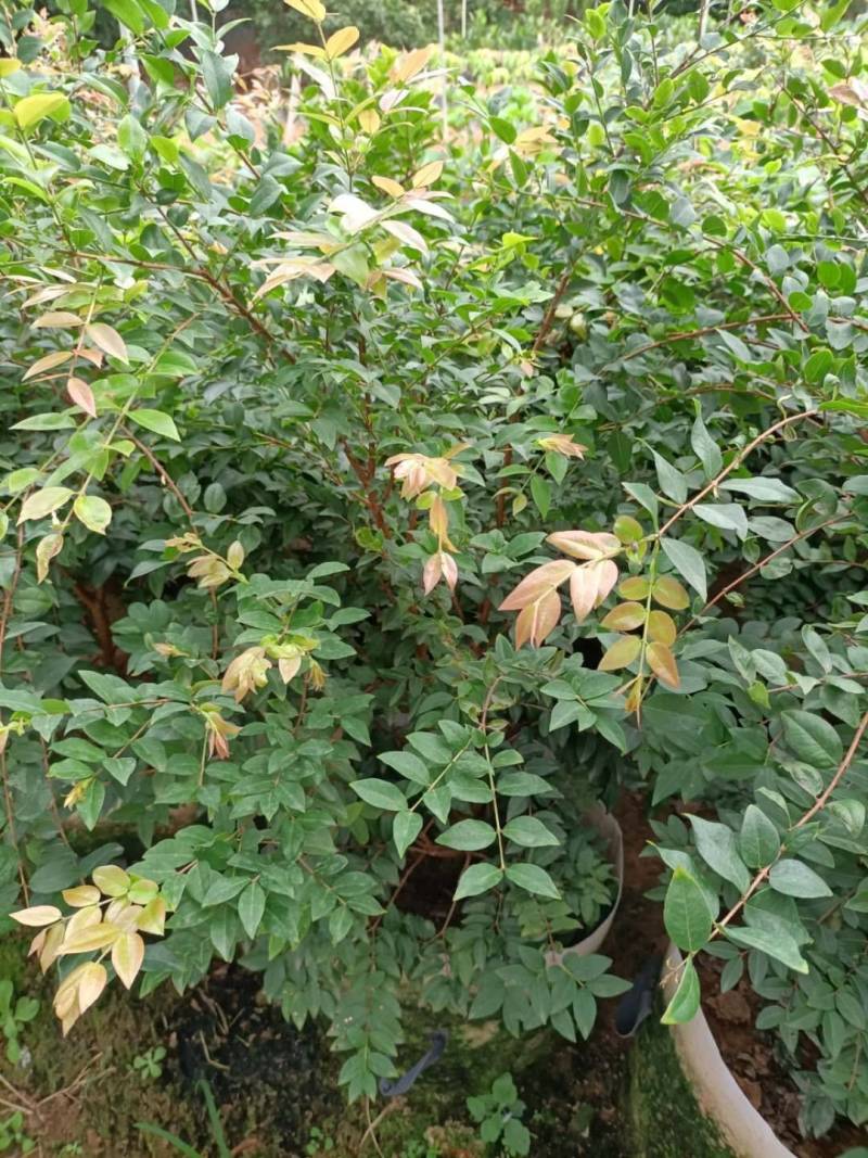 嘉宝果苗，台湾树葡萄美植袋种苗