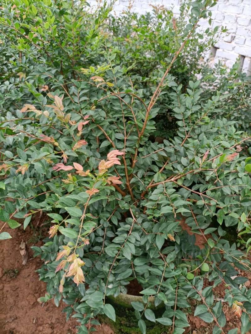 嘉宝果苗，台湾树葡萄美植袋种苗