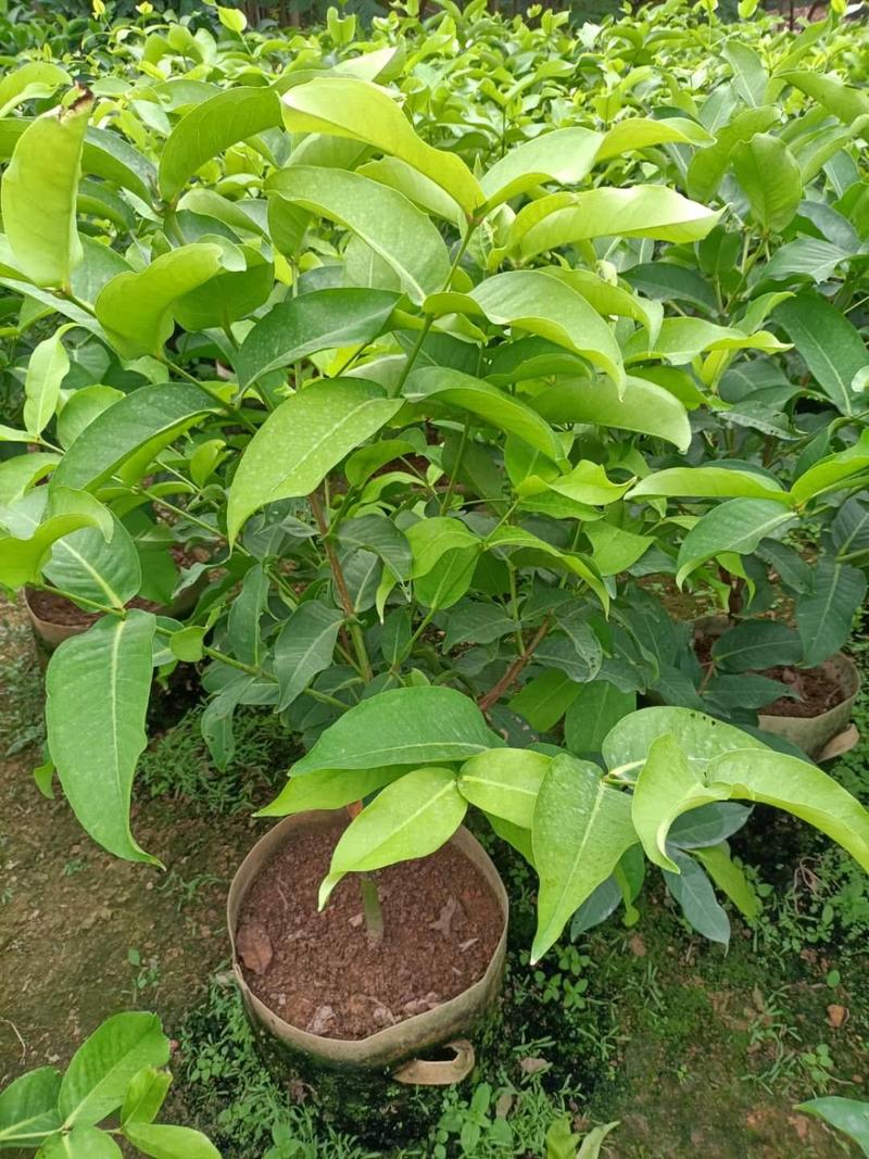 台湾大叶红莲雾，黑糖芭比莲雾种苗