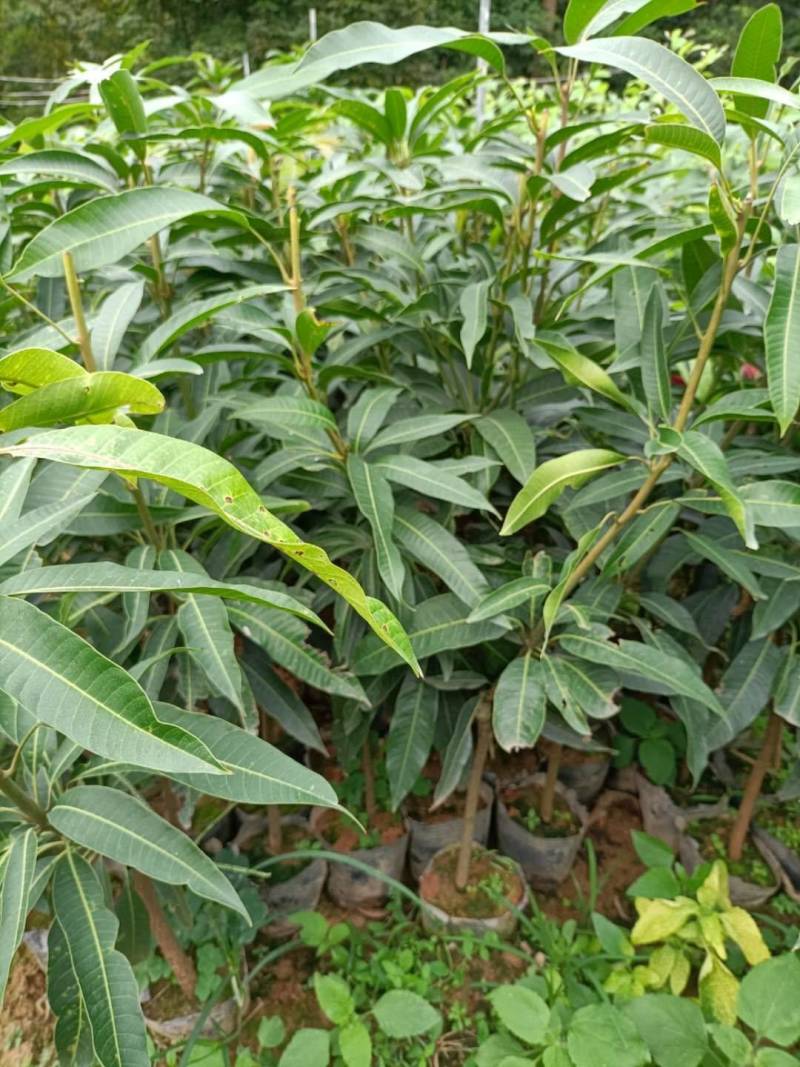 嫁接红贵妃芒果，杯苗，裸根种苗