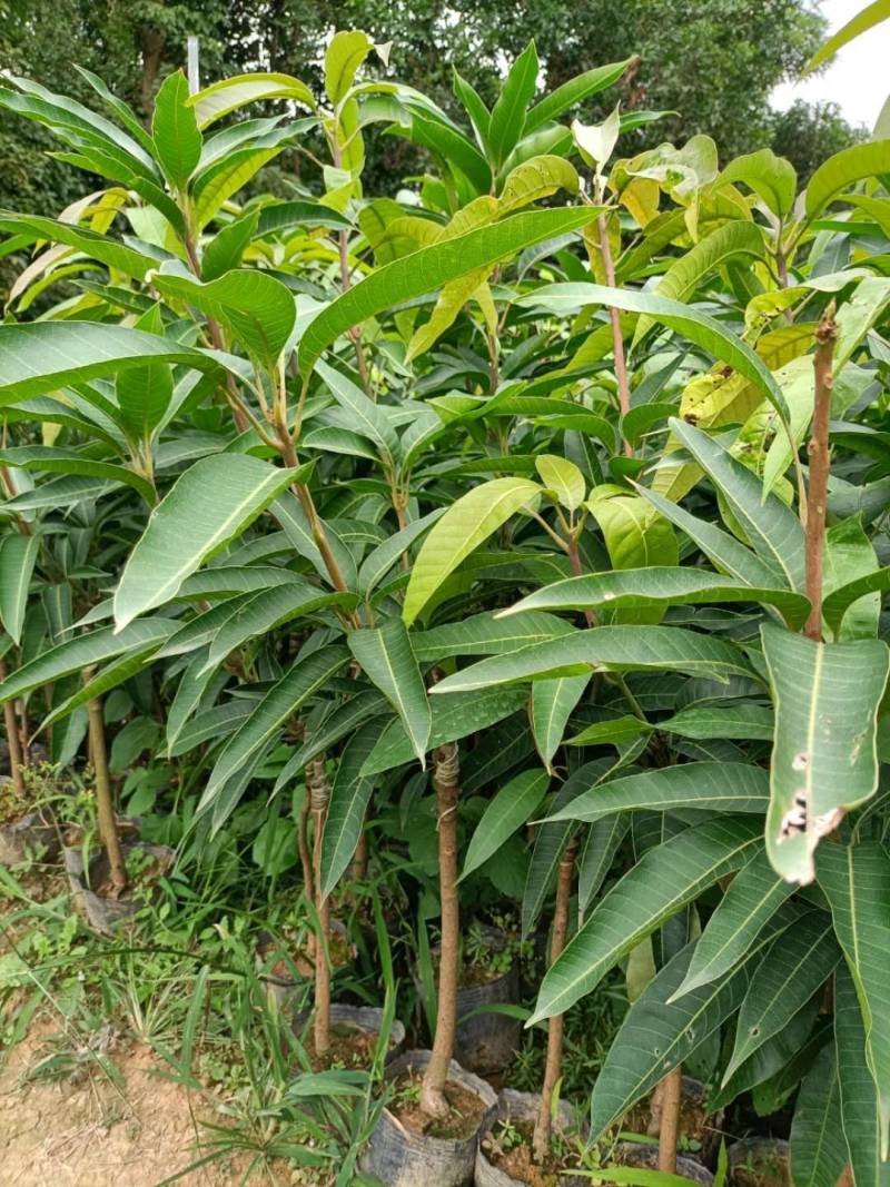嫁接红贵妃芒果，杯苗，裸根种苗