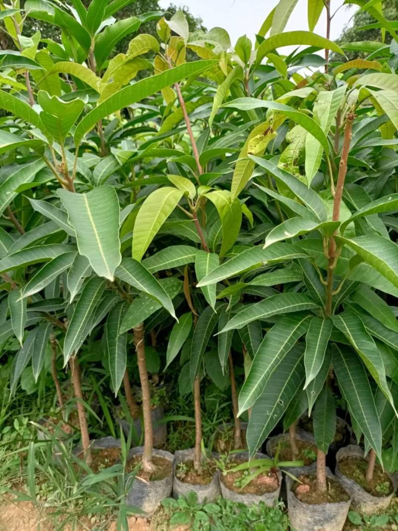 嫁接红贵妃芒果，杯苗，裸根种苗