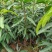 嫁接红贵妃芒果，杯苗，裸根种苗