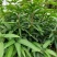 嫁接红贵妃芒果，杯苗，裸根种苗