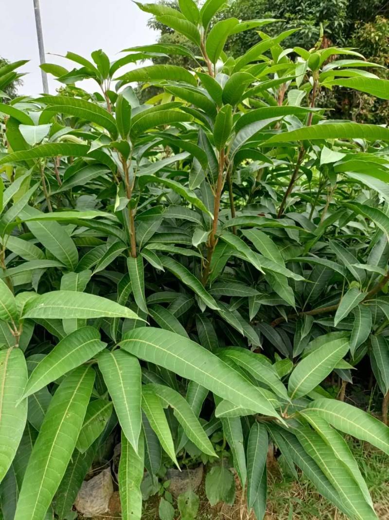 嫁接红贵妃芒果，杯苗，裸根种苗