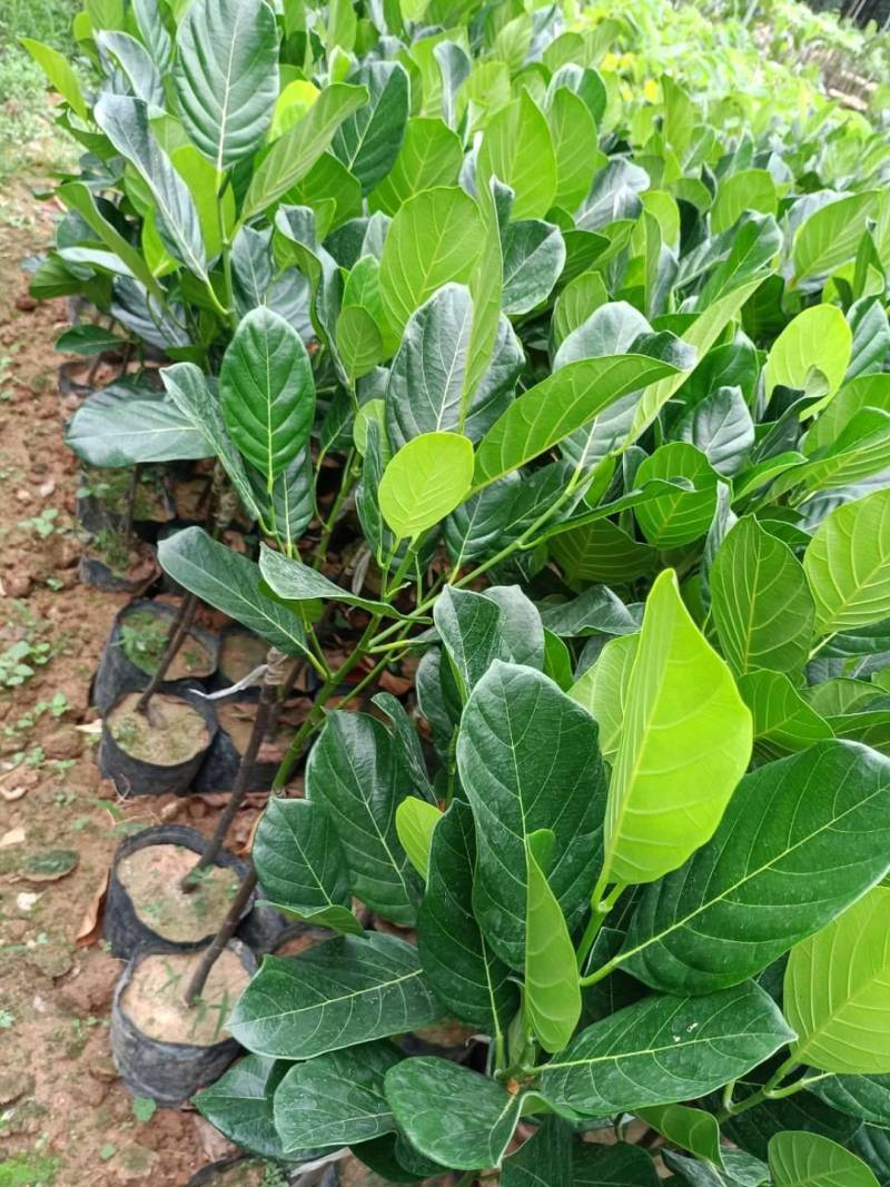 菠萝蜜马来西亚8号，泰5，泰8红肉菠萝蜜种苗，