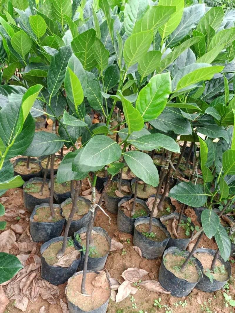 菠萝蜜马来西亚8号，泰5，泰8红肉菠萝蜜种苗，