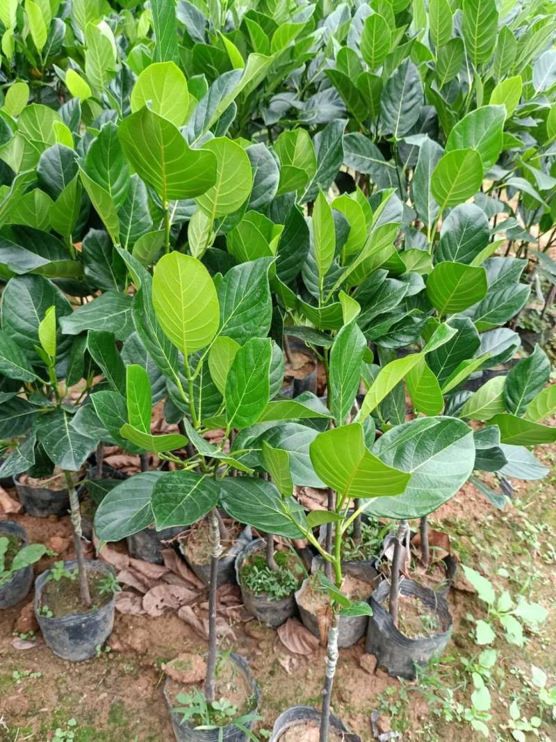 菠萝蜜马来西亚8号，泰5，泰8红肉菠萝蜜种苗，