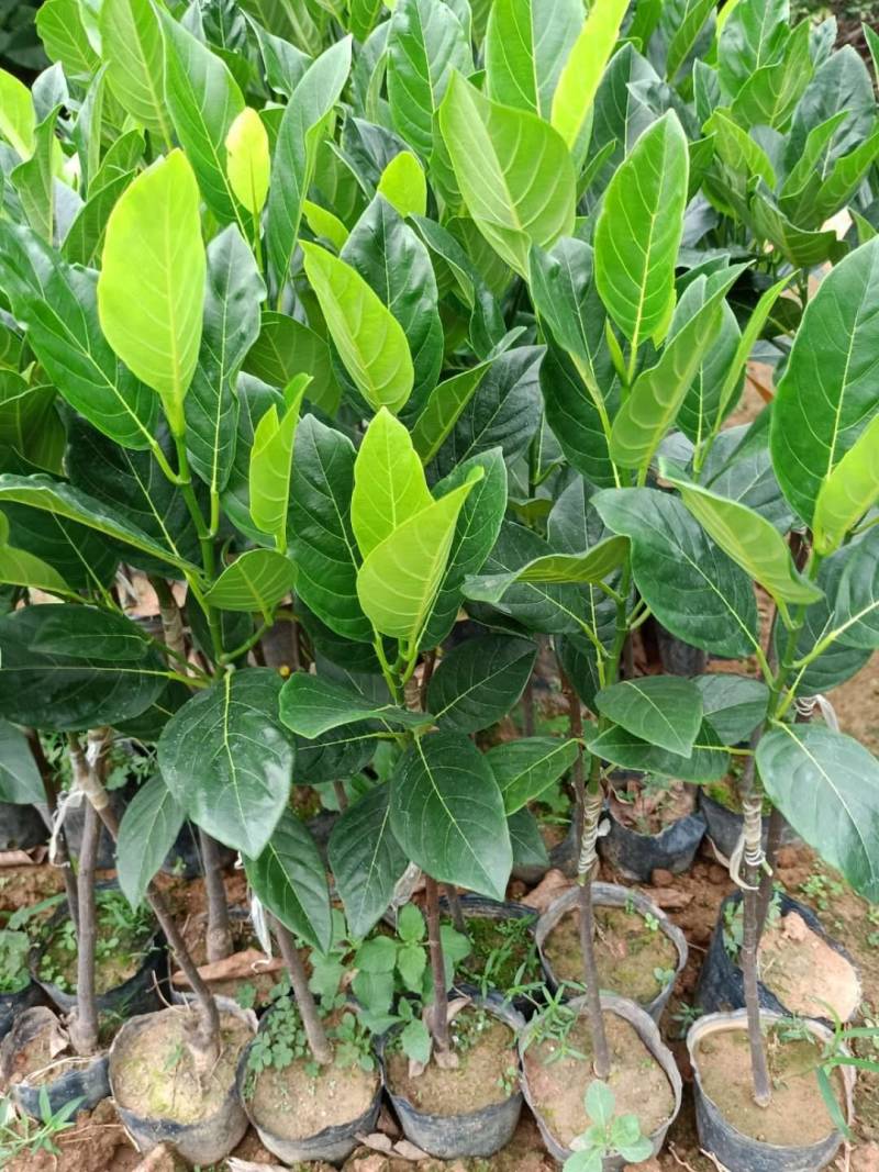菠萝蜜马来西亚8号，泰5，泰8红肉菠萝蜜种苗，