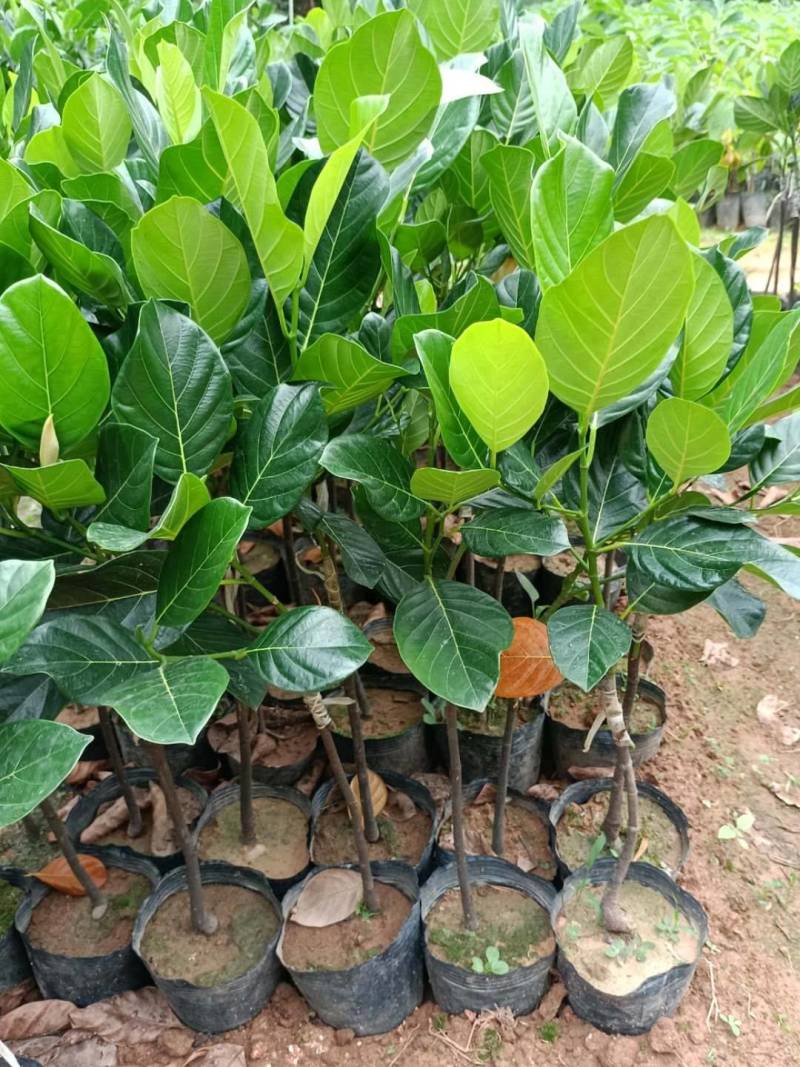 菠萝蜜马来西亚8号，泰5，泰8红肉菠萝蜜种苗，