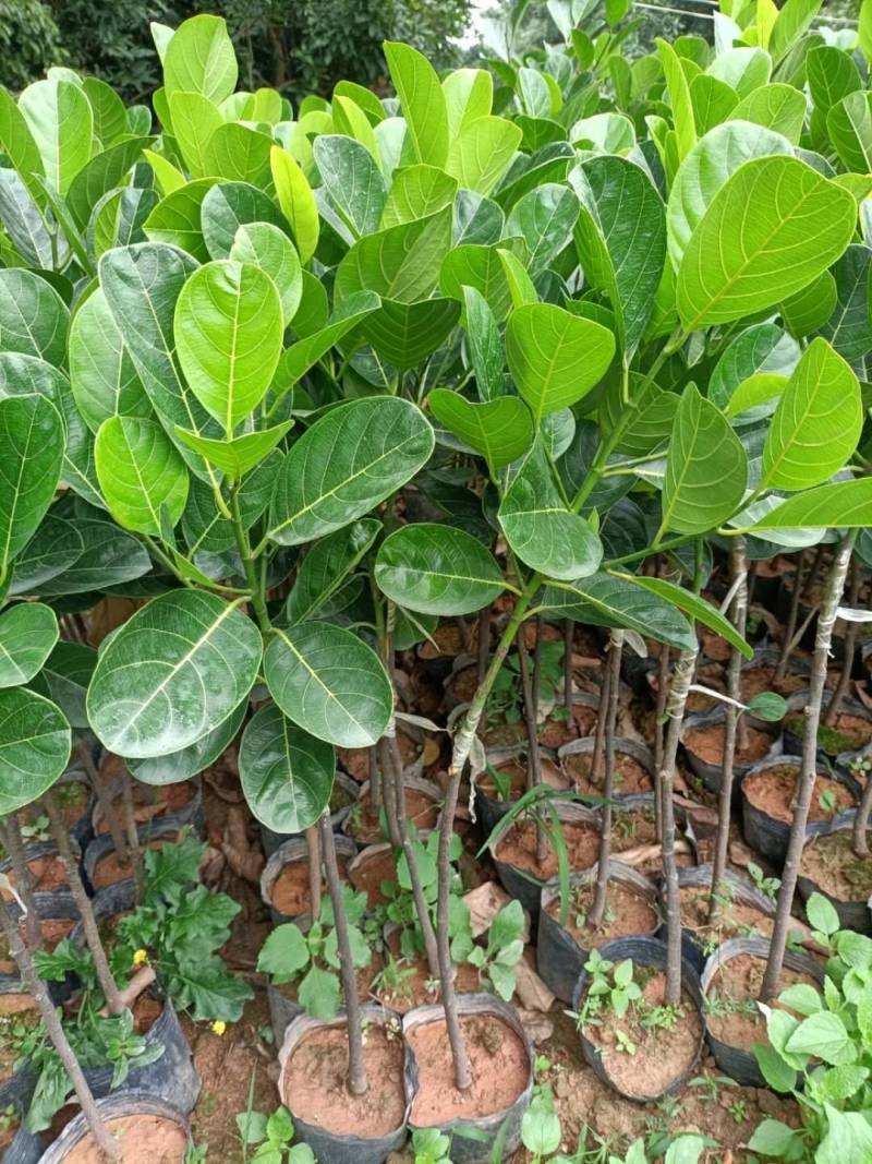 菠萝蜜马来西亚1号黄肉菠萝蜜，嫁接苗，实生苗