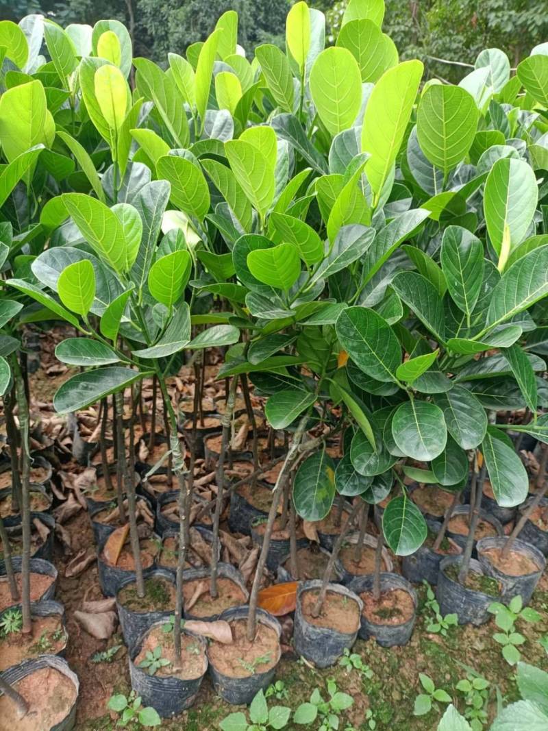菠萝蜜马来西亚1号黄肉菠萝蜜，嫁接苗，实生苗