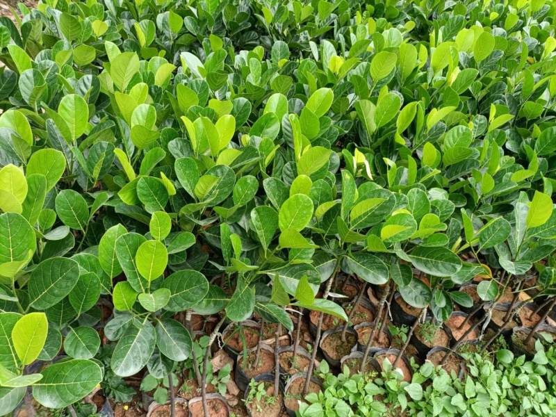 菠萝蜜马来西亚1号黄肉菠萝蜜，嫁接苗，实生苗