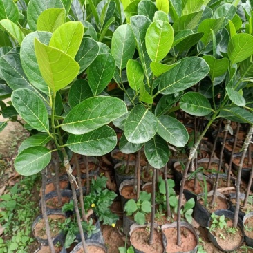 菠萝蜜马来西亚1号黄肉菠萝蜜，嫁接苗，实生苗