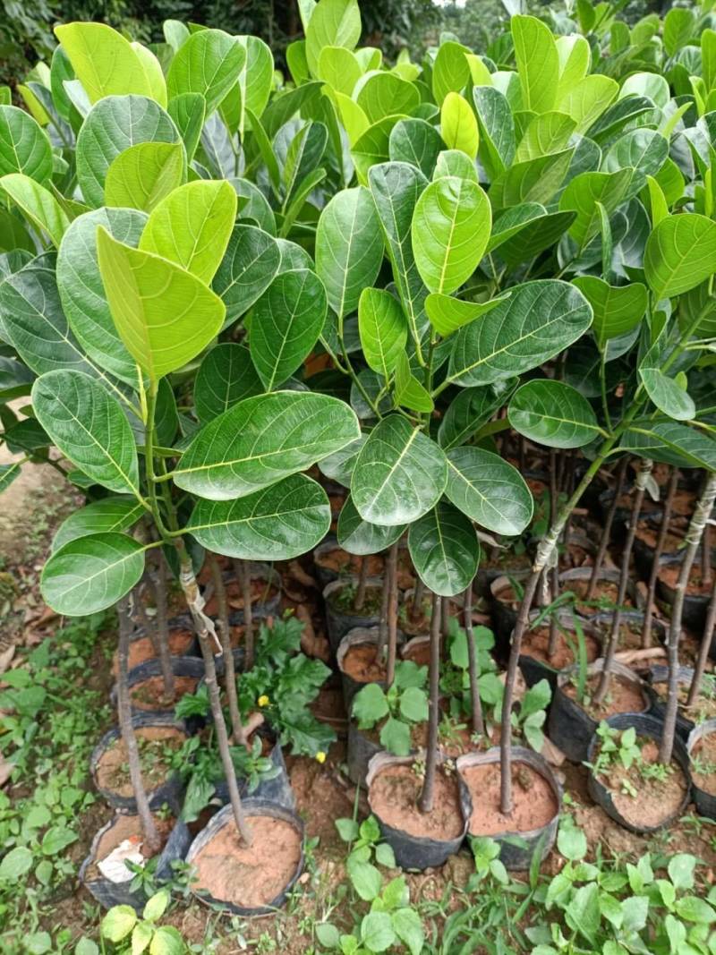 菠萝蜜马来西亚1号黄肉菠萝蜜，嫁接苗，实生苗