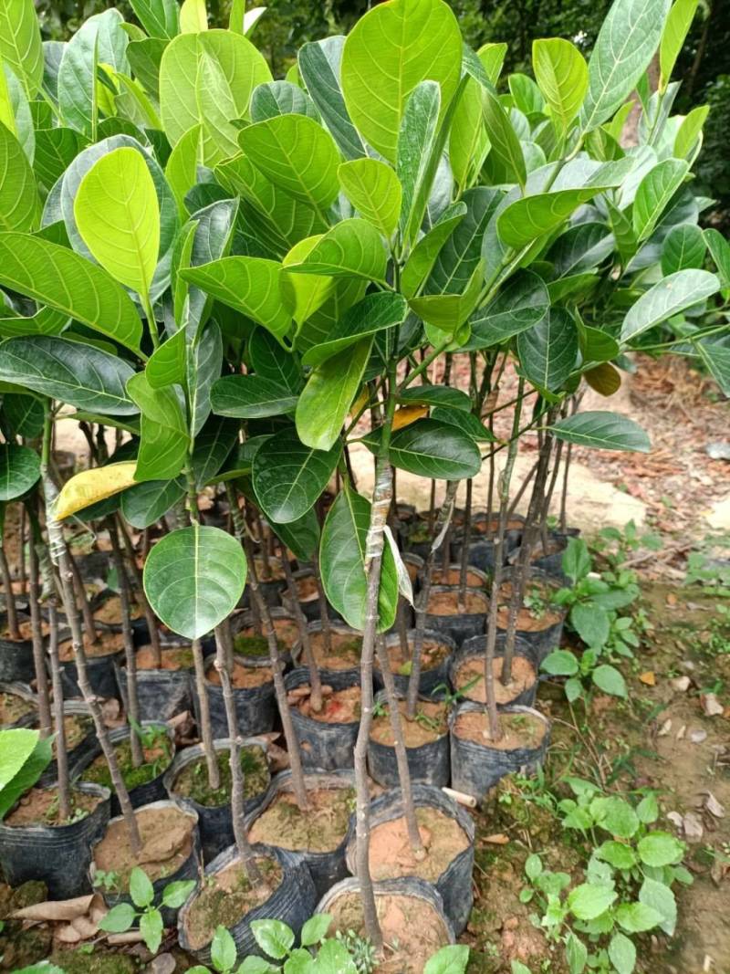 菠萝蜜马来西亚1号黄肉菠萝蜜，嫁接苗，实生苗