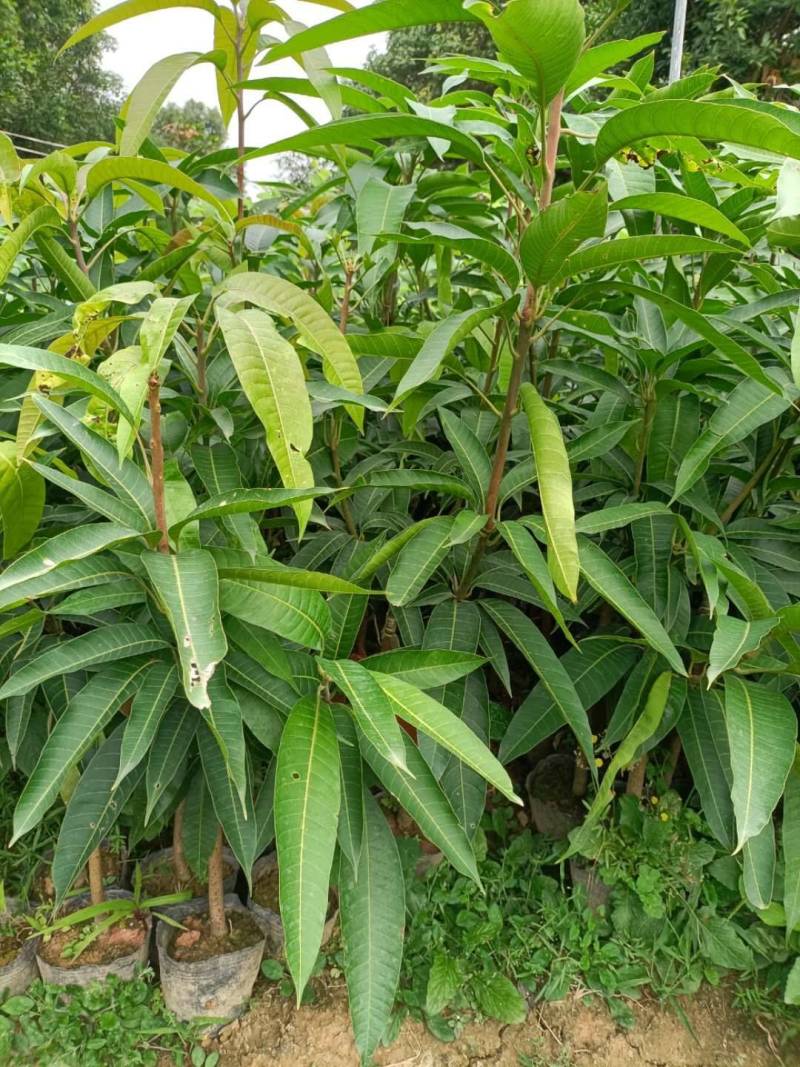 台湾大金煌芒果，贵妃芒果美植袋杯苗