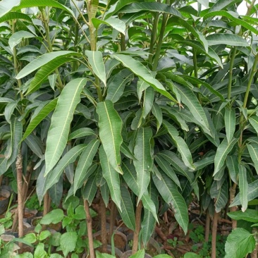 台湾大金煌芒果，贵妃芒果美植袋杯苗