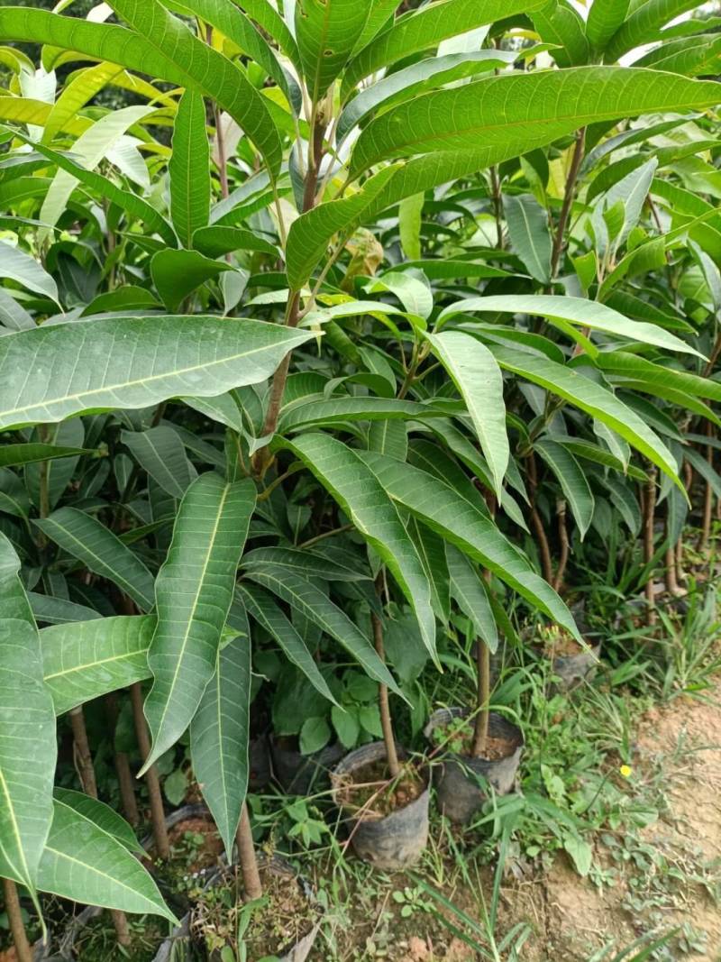 台湾大金煌芒果，贵妃芒果美植袋杯苗