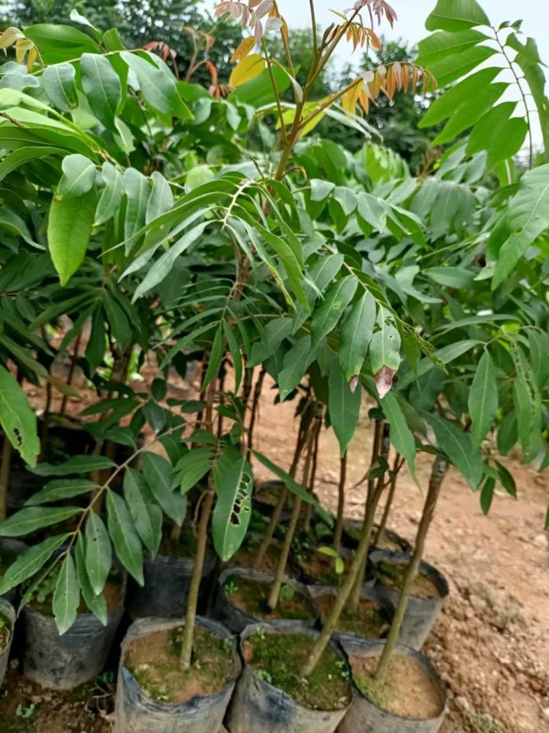 四季龙眼嫁接种苗，石碣龙眼嫁接种苗