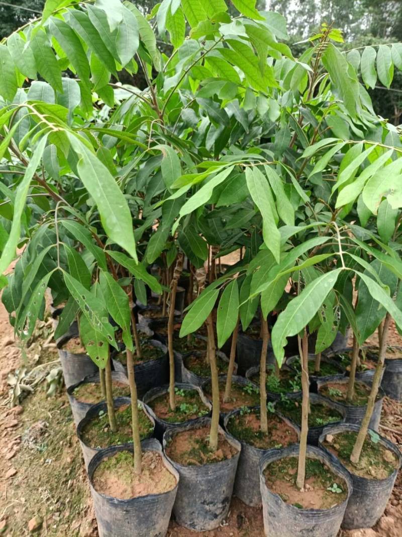 四季龙眼嫁接种苗，石碣龙眼嫁接种苗