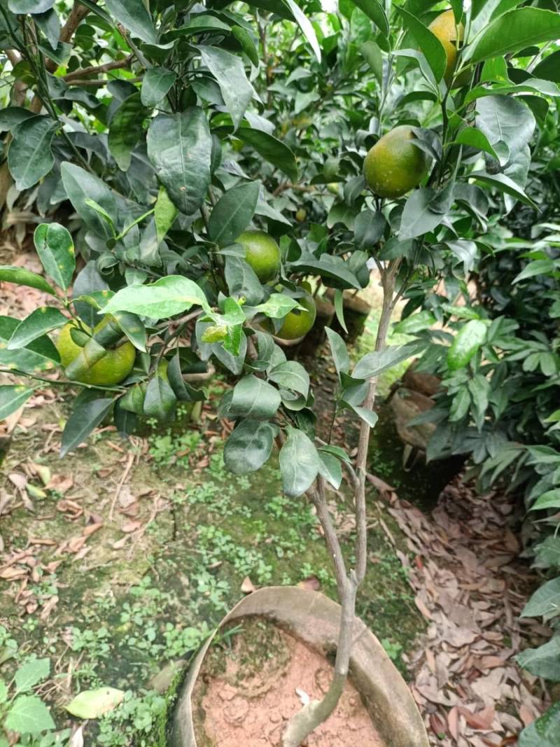 无核沃柑，当年种植当年挂果美植袋挂果种苗
