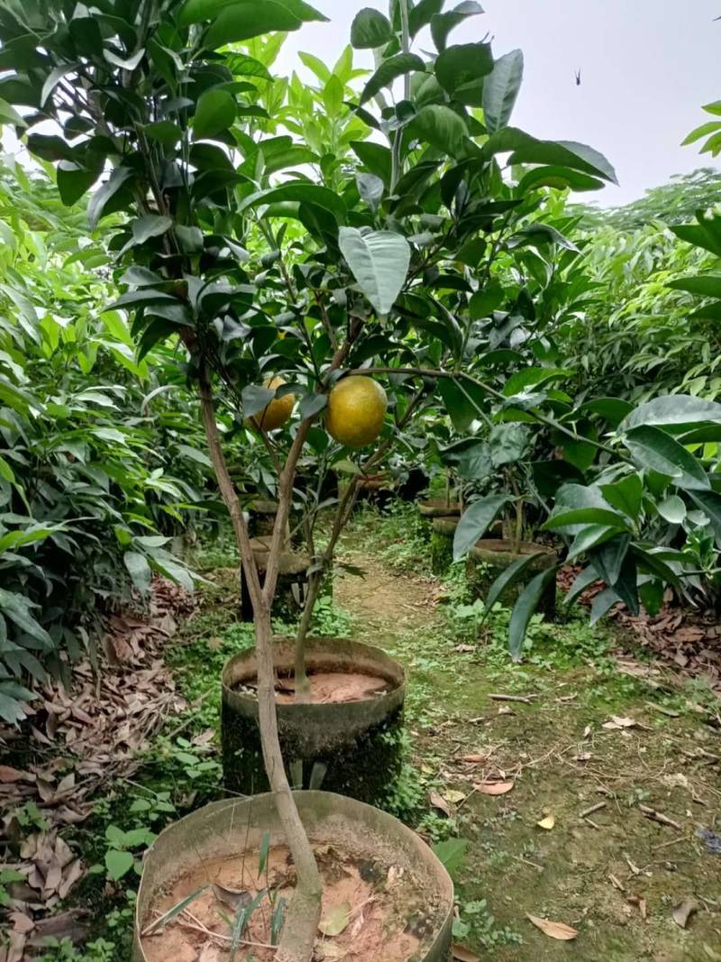 无核沃柑，当年种植当年挂果美植袋挂果种苗