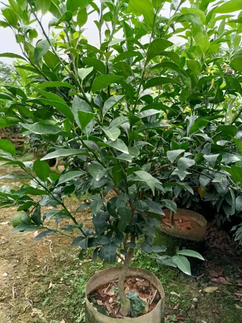 无核沃柑，当年种植当年挂果美植袋挂果种苗