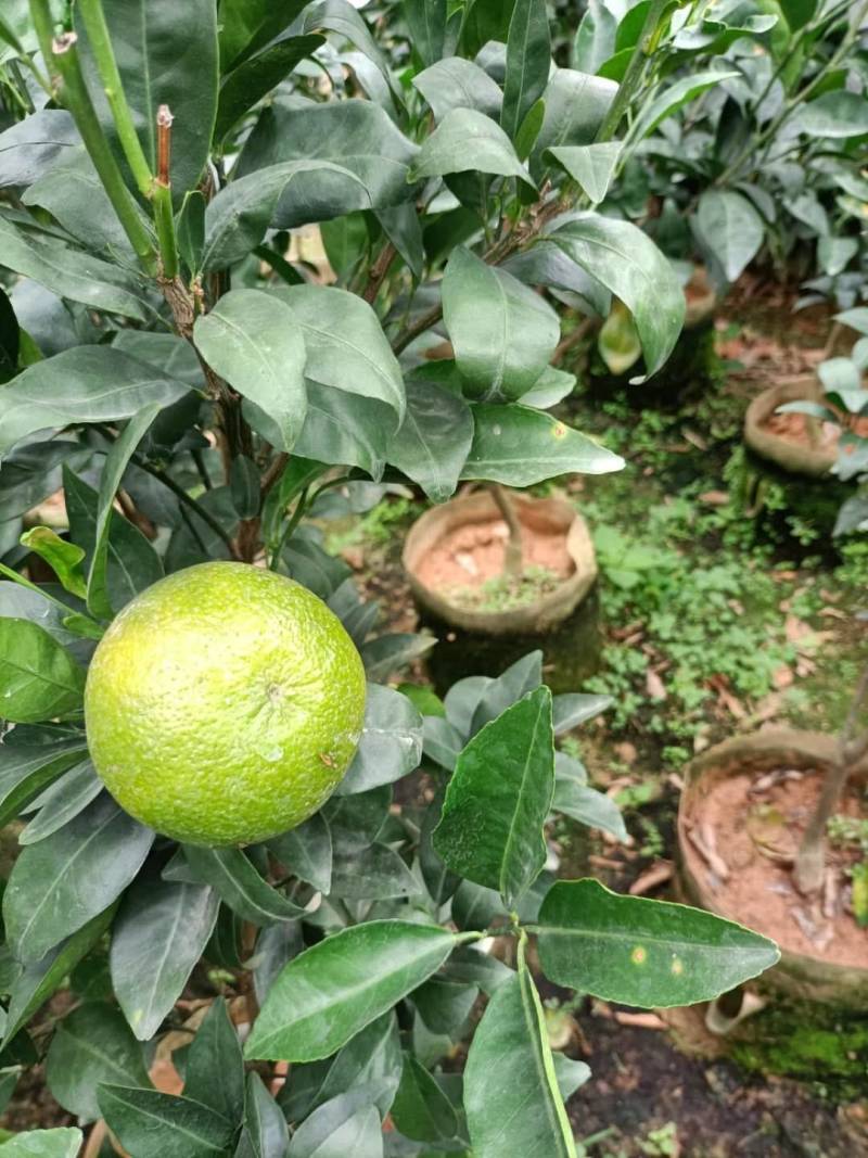 无核沃柑，当年种植当年挂果美植袋挂果种苗