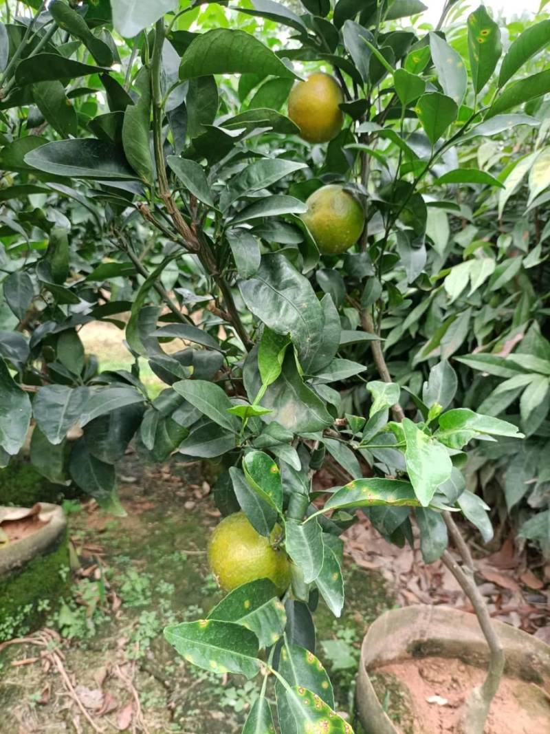 无核沃柑，当年种植当年挂果美植袋挂果种苗