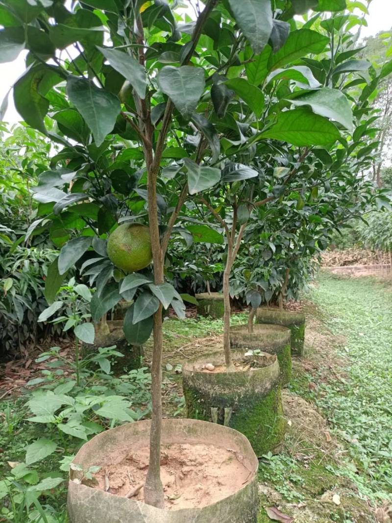 无核沃柑，当年种植当年挂果美植袋挂果种苗