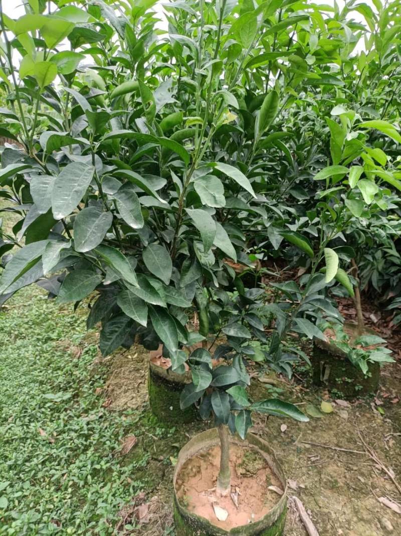 无核沃柑，当年种植当年挂果美植袋挂果种苗