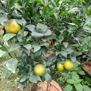 无核沃柑，当年种植当年挂果美植袋挂果种苗