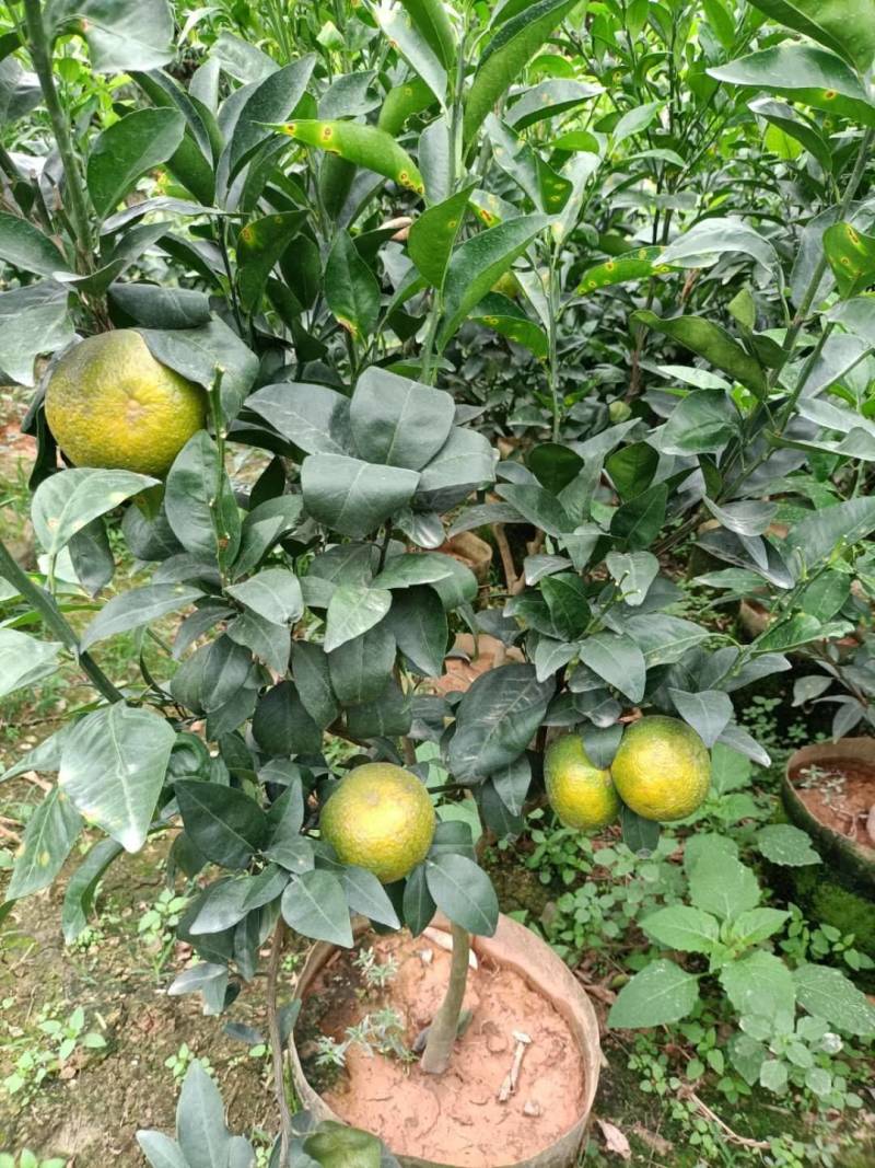 无核沃柑，当年种植当年挂果美植袋挂果种苗