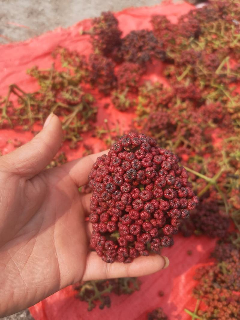 吴茱萸干货，名贵中药材