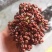 吴茱萸干货，名贵中药材