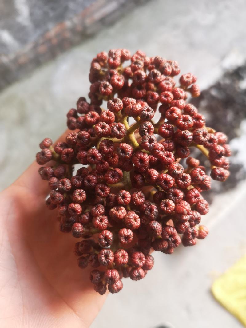 吴茱萸干货，名贵中药材