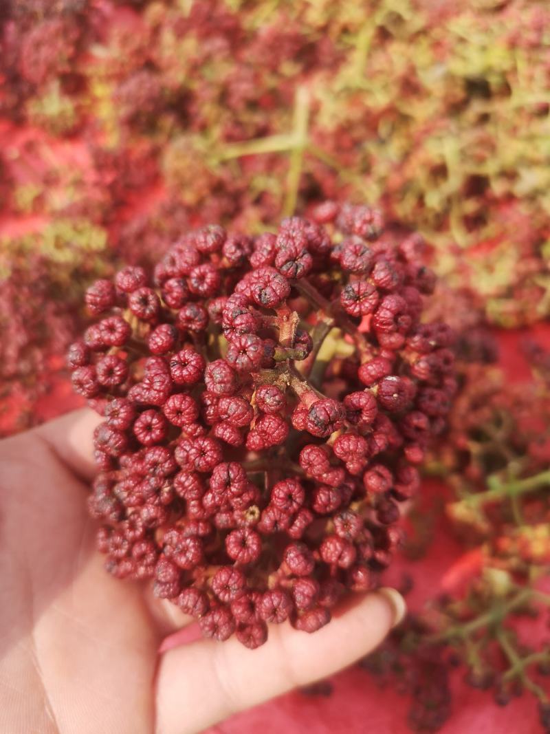 吴茱萸干货，名贵中药材