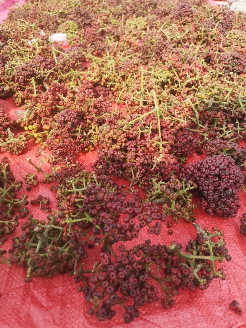 吴茱萸干货，名贵中药材