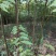 南酸枣苗酸枣苗等各种造林苗木苗圃直销…………