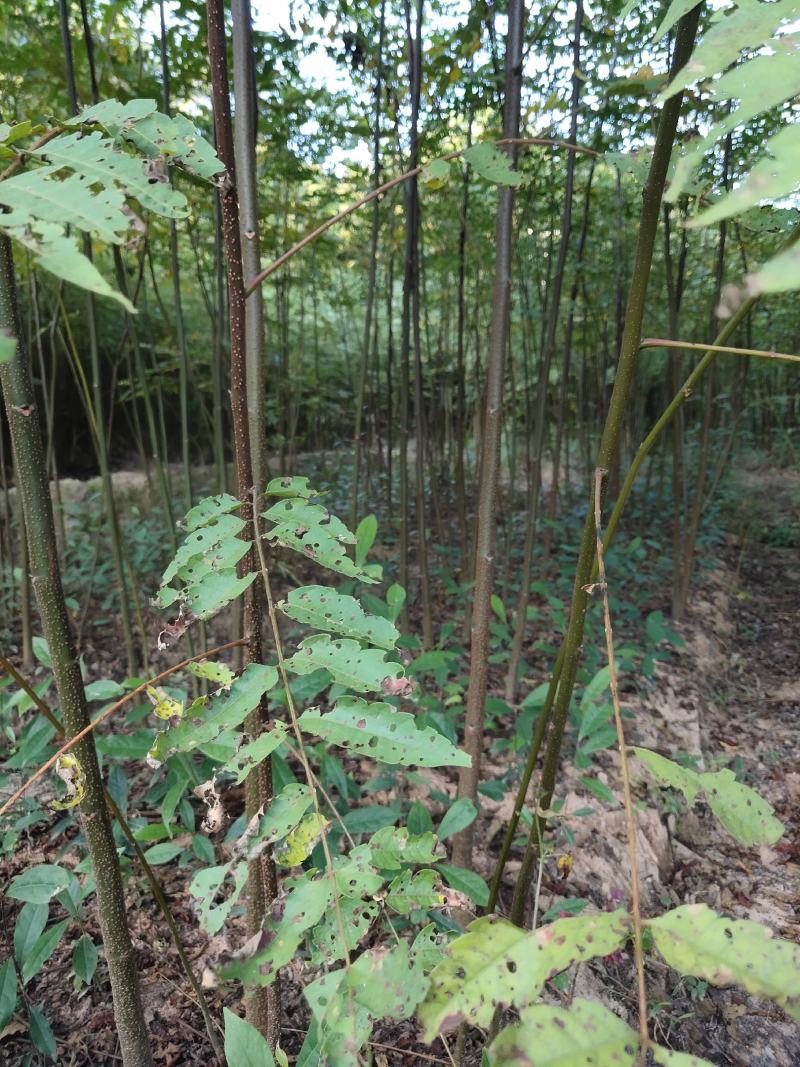 南酸枣苗酸枣苗等各种造林苗木苗圃直销…………