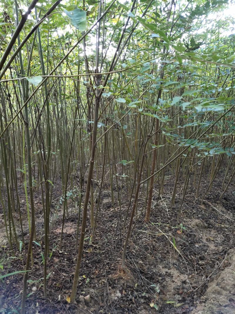 南酸枣苗酸枣苗等各种造林苗木苗圃直销…………