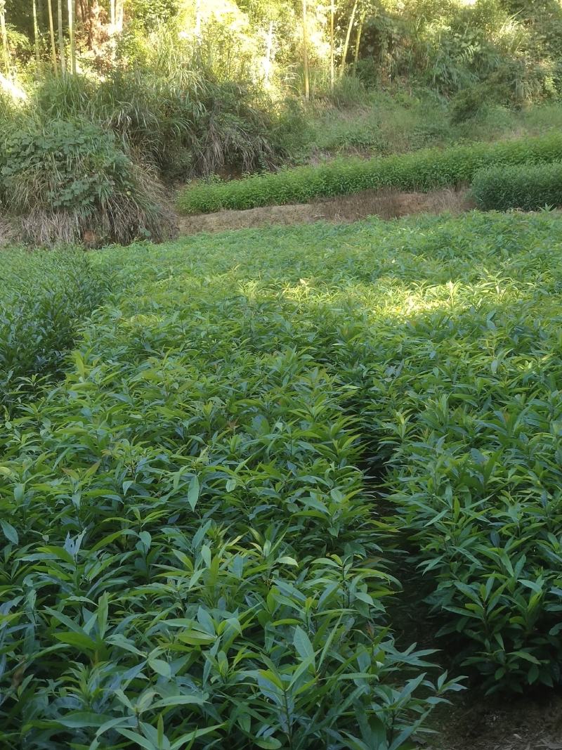 木荷苗禾树苗木荷袋苗等各种造林苗木出售苗圃直销