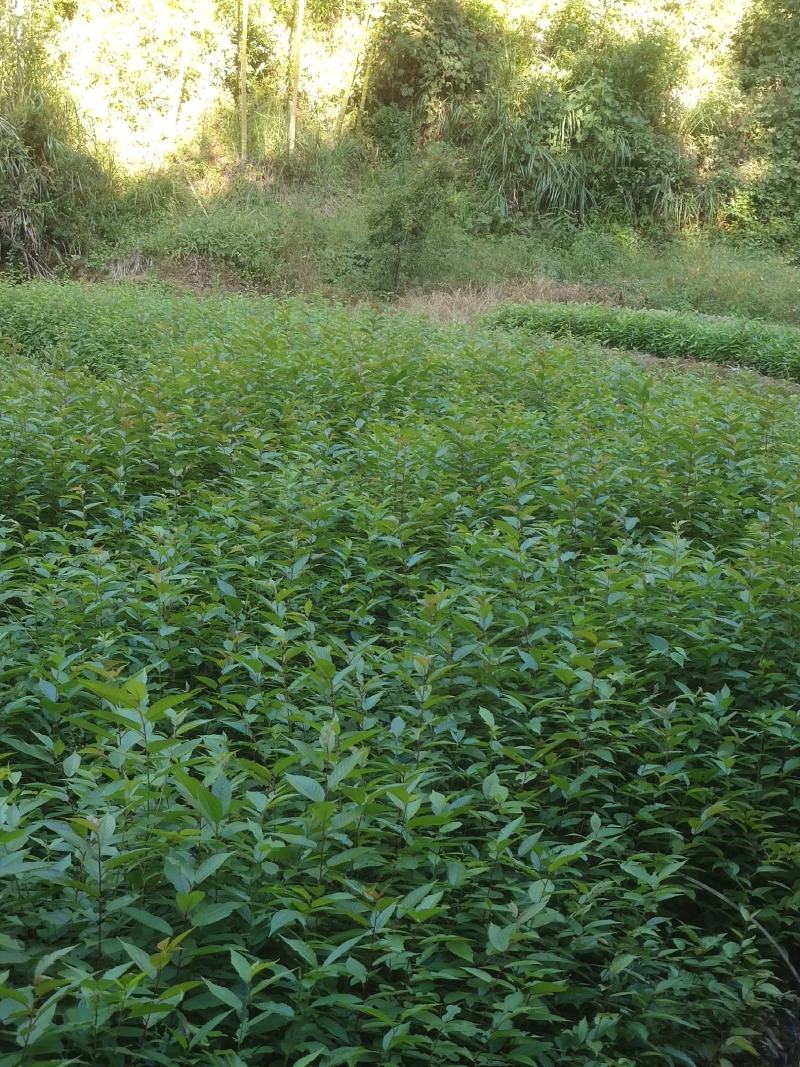 木荷苗禾树苗木荷袋苗等各种造林苗木出售苗圃直销